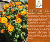 CALENDULA