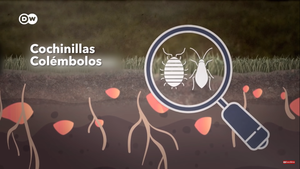 Agroquímicos amenazan abejas y cultivos