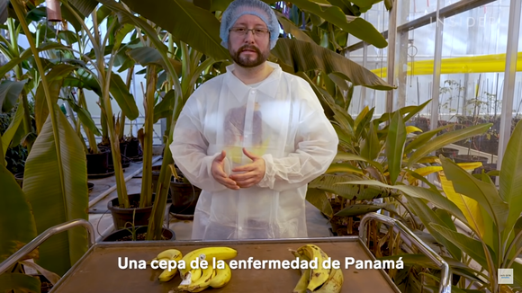 Por Qué La Banana Más Popular Del Mundo Podría Extinguirse | Gran Negocio