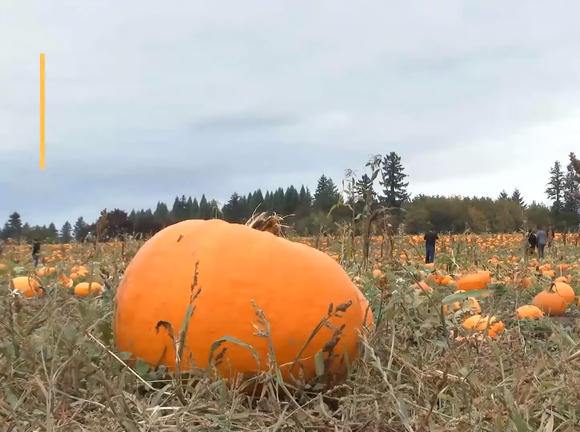 8 Propiedades y Beneficios de la Calabaza