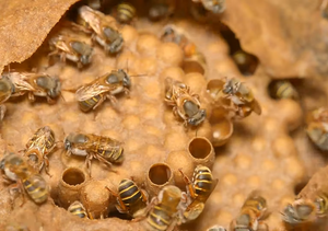 Melipona Beecheii. Documental sobre la "Abeja Maya"