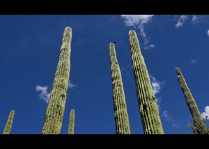 Reserva de la Biosfera Tehuacán - Cuicatlán