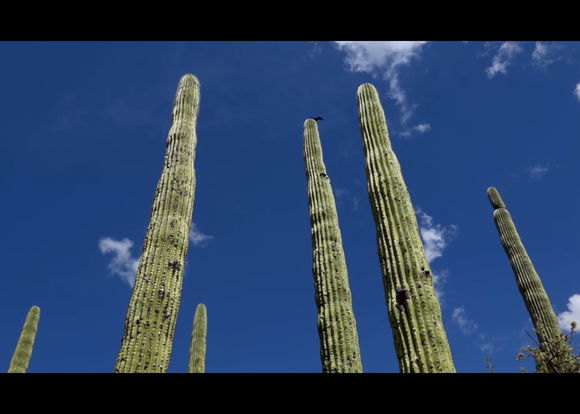 Reserva de la Biosfera Tehuacán - Cuicatlán