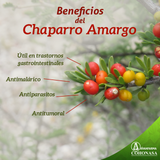 CHAPARRO AMARGO