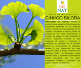 GINKGO BILOBA