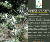 HIERBA DEL SAPO