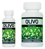 OLIVO